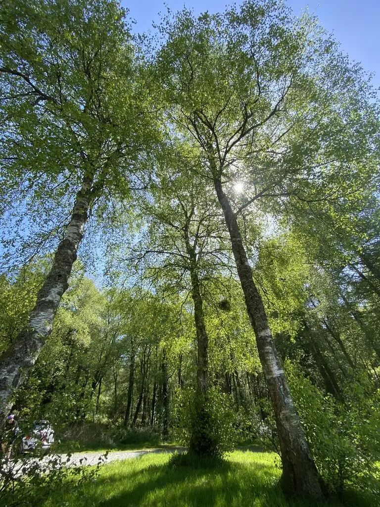 Welsh Homegrown Timber Carefully Selected For Outdoor Kitchen