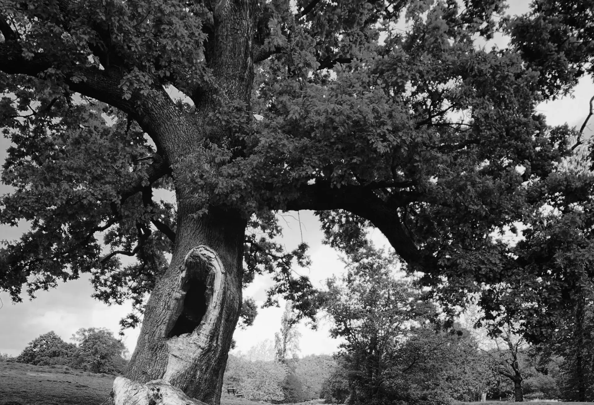 Highgrove Bespoke Kitchen In English Oak